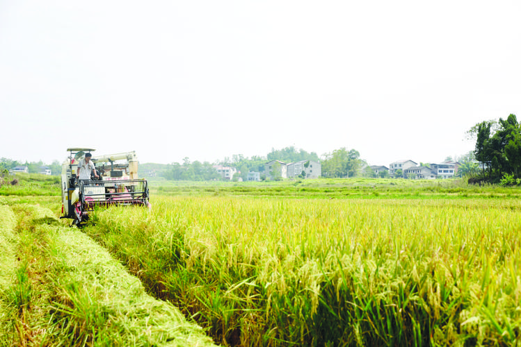 1688542425994522.jpeg 農(nóng)業(yè).jpeg