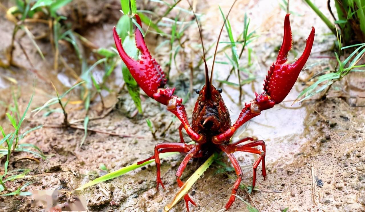 1699251432711334.png 1699251432711334.png