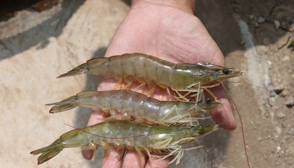 1704854934556373.jpg 對(duì)蝦.jpg