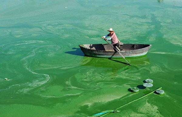 1709174623780327.jpg “水華”現(xiàn)象.jpg