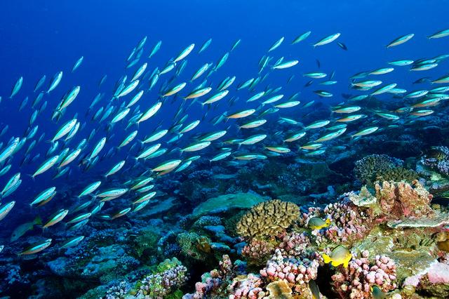 1709693117579939.jpg 海洋生態(tài)系統(tǒng).jpg