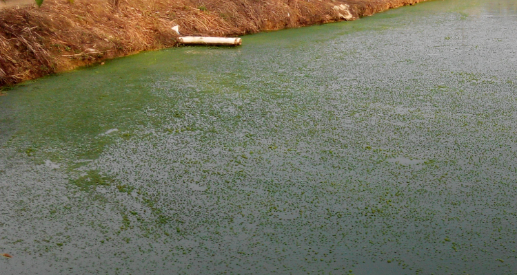 1710469855798587.png 水體富營(yíng)養(yǎng)化.png