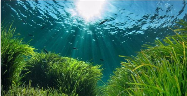 1710816841215087.jpeg 陽(yáng)光.jpeg