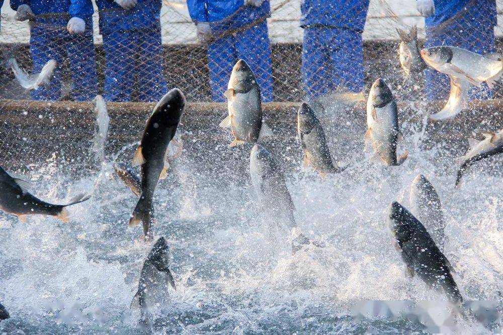 1711162892862495.jpeg 1711162892862495.jpeg