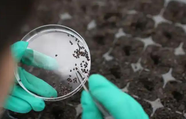 1761704951881442.jpg 太空育種.jpg