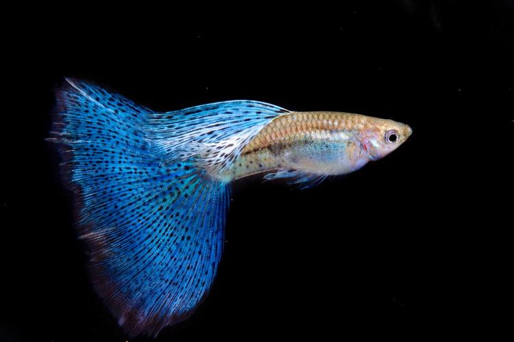 1761875748749943.jpg 觀賞魚.jpg