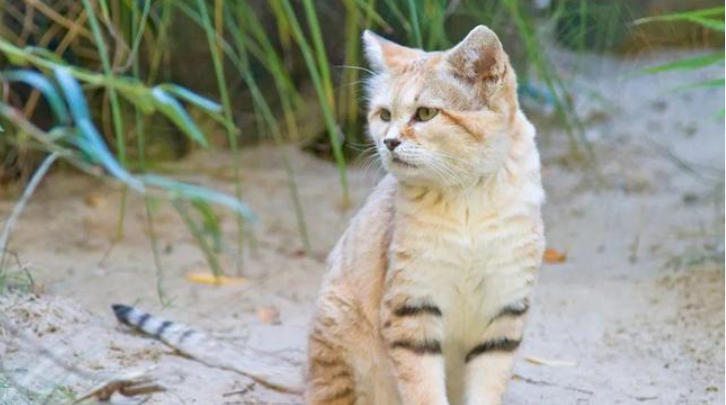 1761876088187202.jpg 寵物.jpg